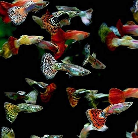 Guppies for Sale: Live Fancy Guppies with Many Guppy Fish .